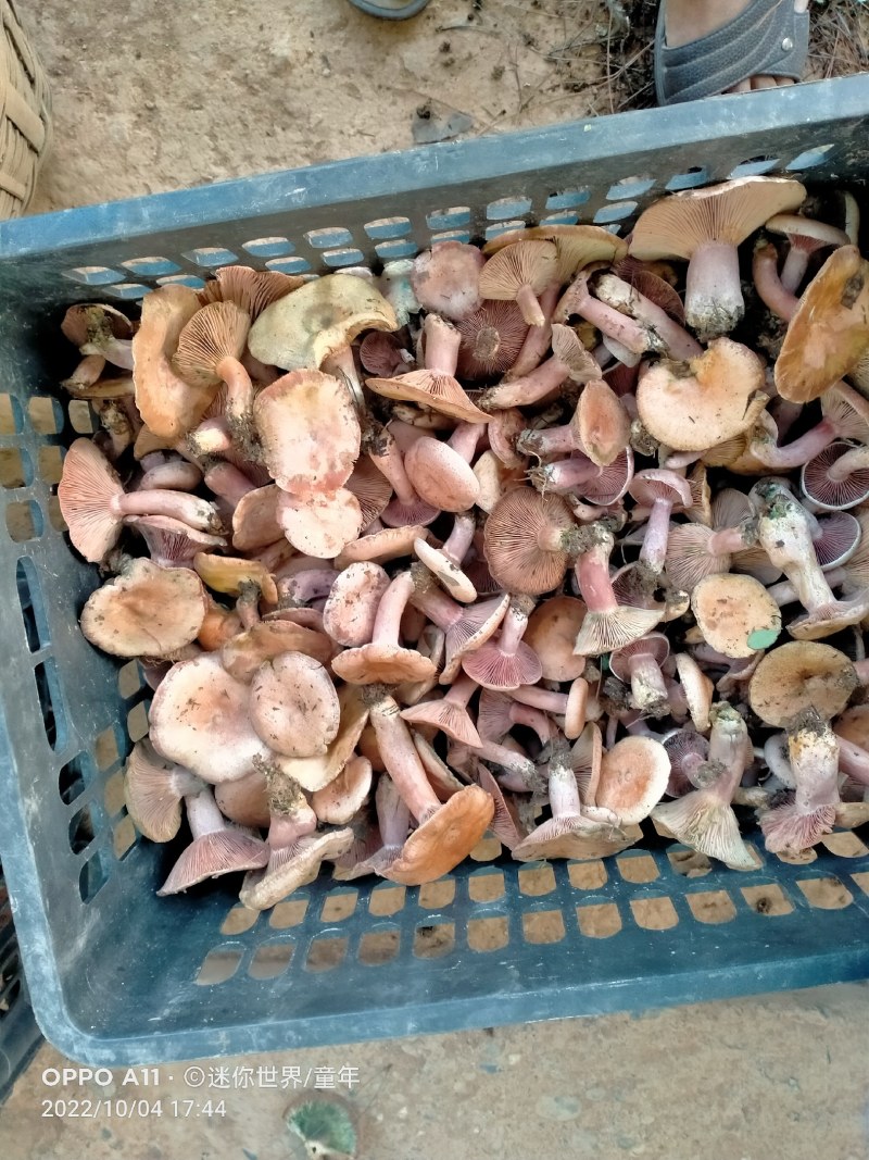 重阳菌