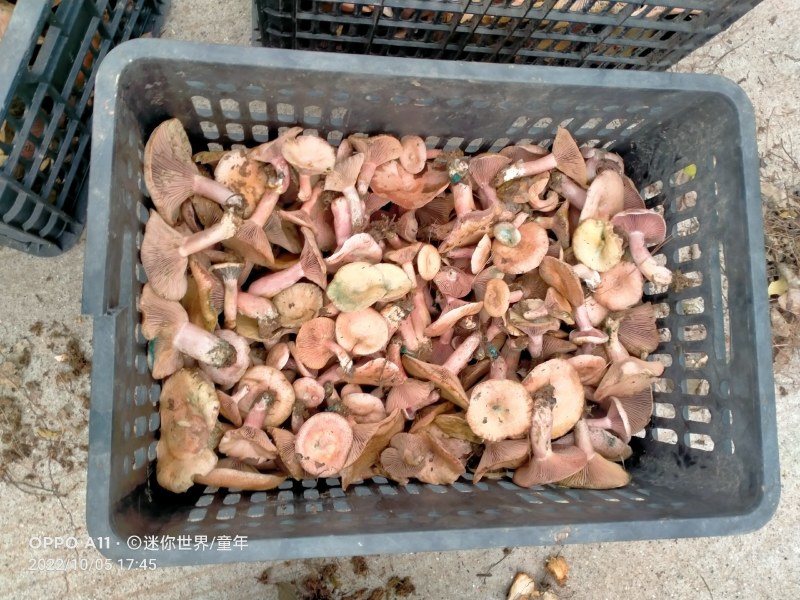 重阳菌