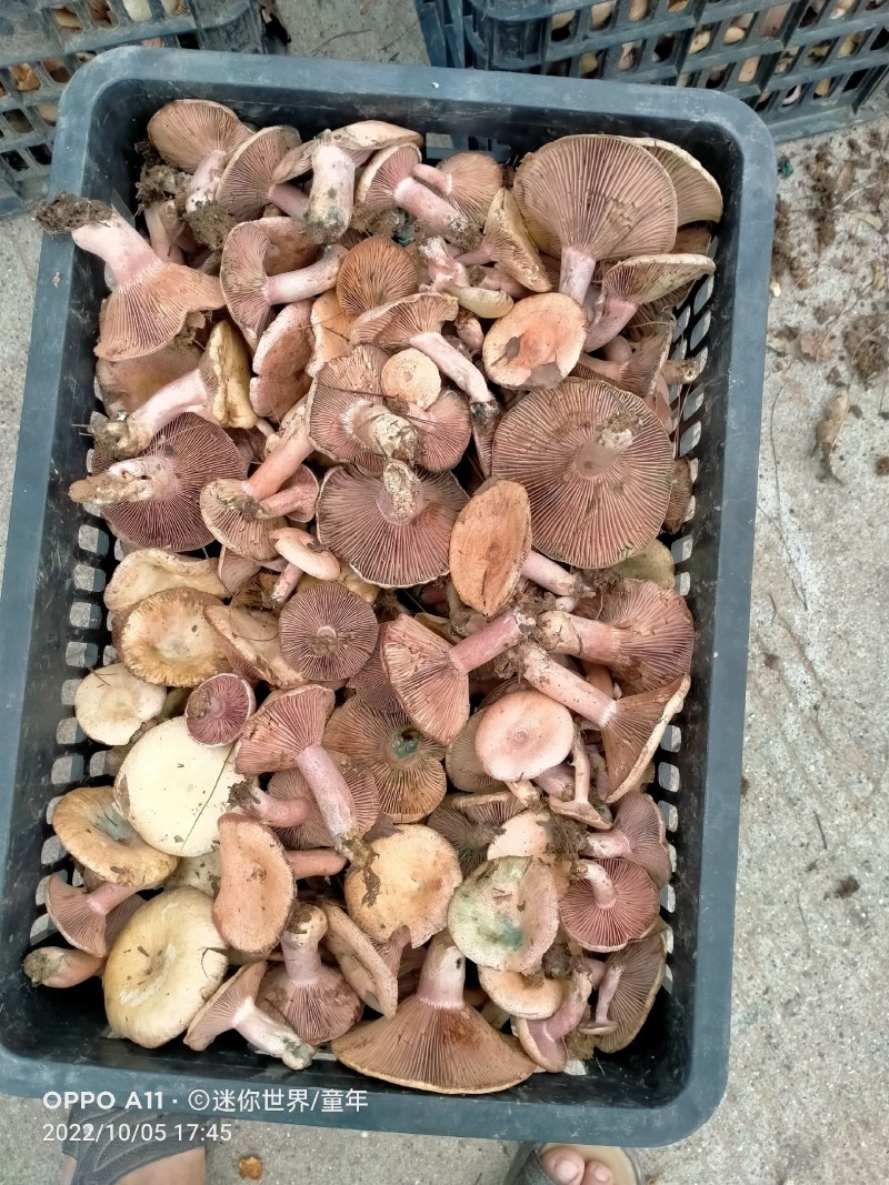 重阳菌