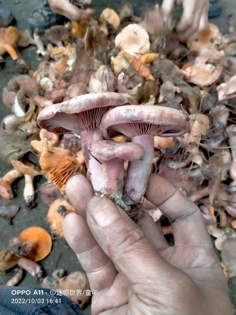 重阳菌