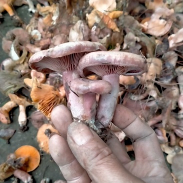 重阳菌