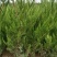 营养杯龙柏苗高70厘米冠幅35厘米左右