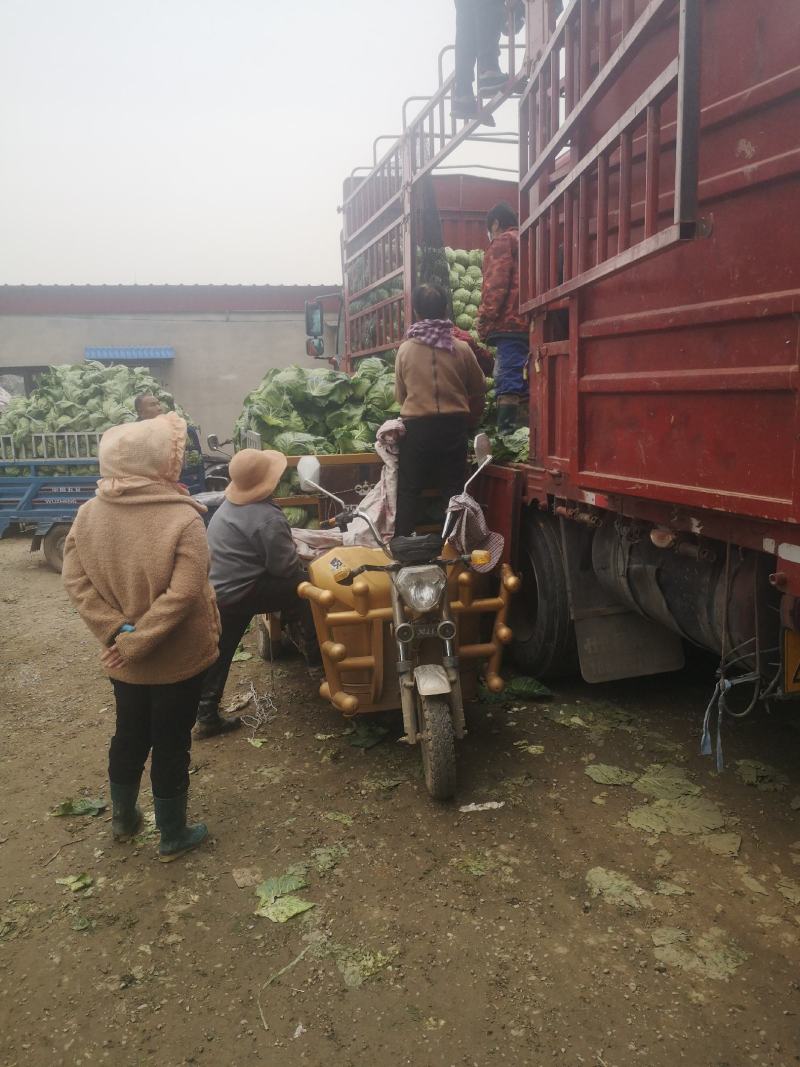 精品甘蓝菜大量上市了，有需要的联系我价格低