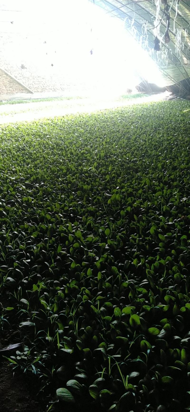 油菜