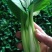 油菜