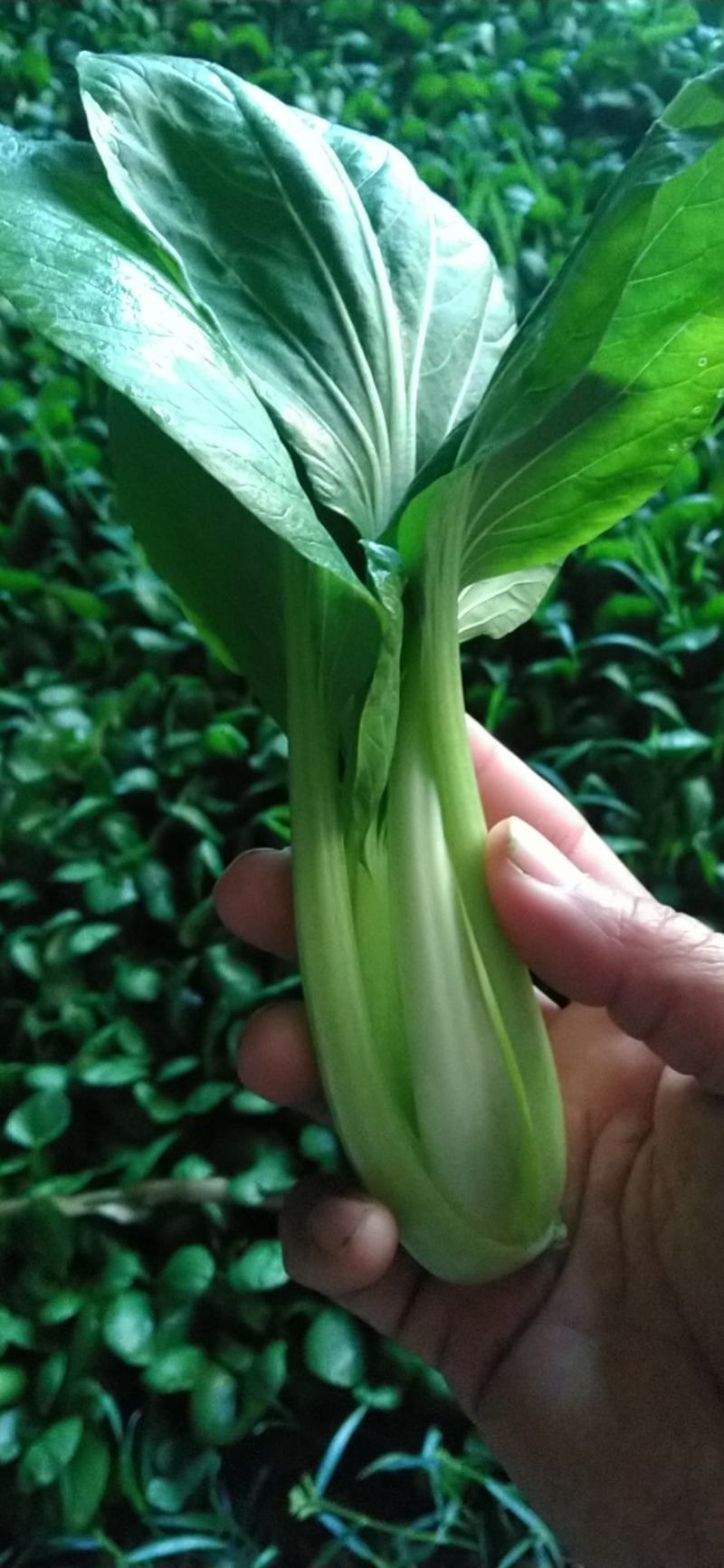 油菜