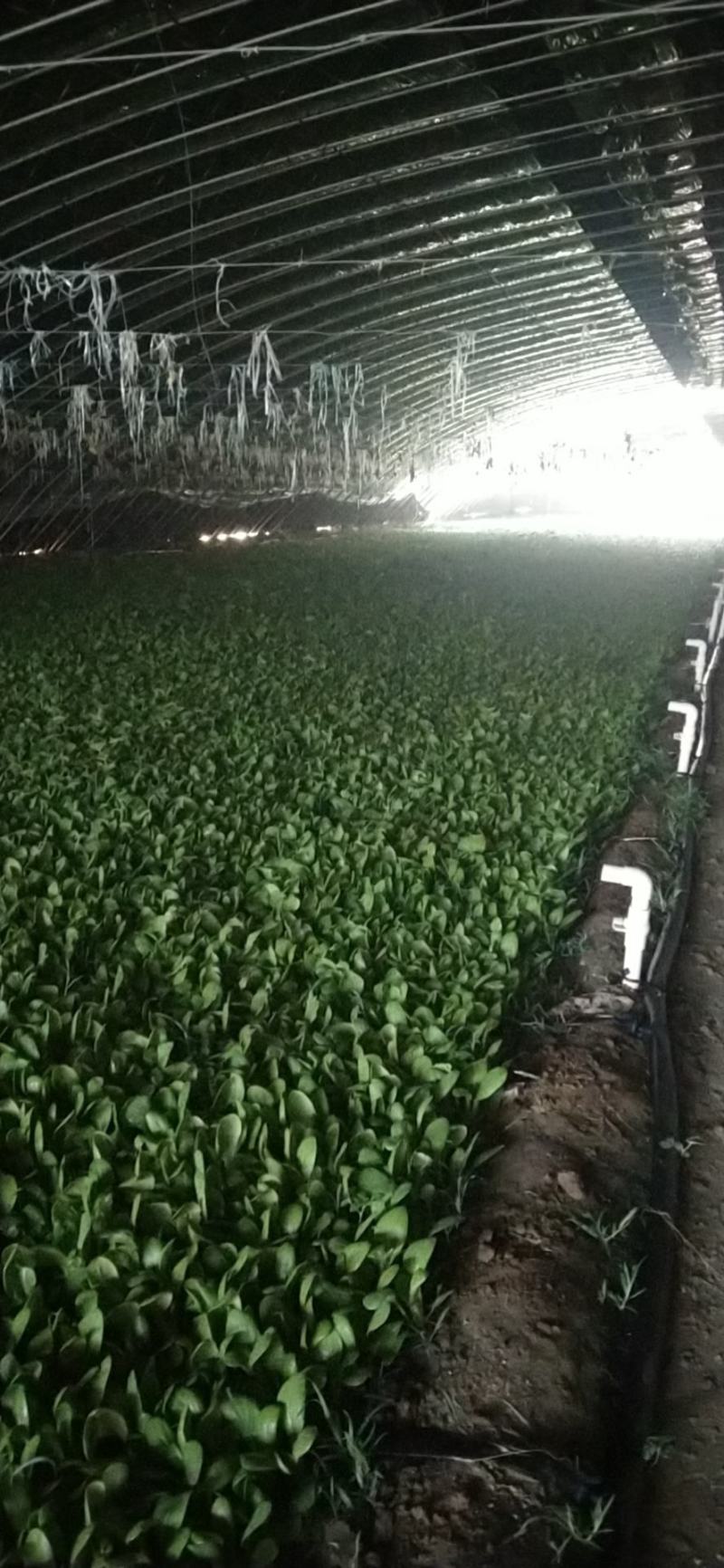 油菜