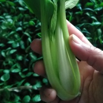 油菜