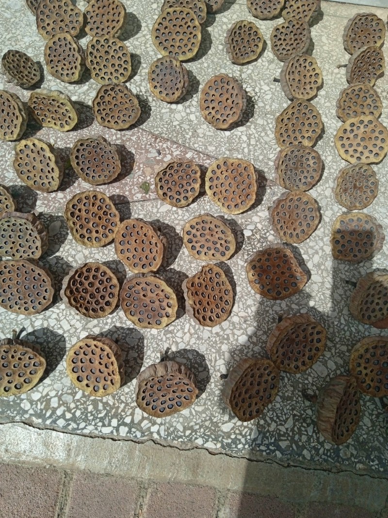 莲蓬干花天然禅意装饰真杆带籽莲蓬原生态干花花束