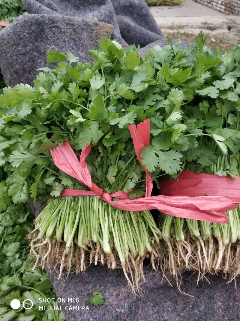 大叶香菜