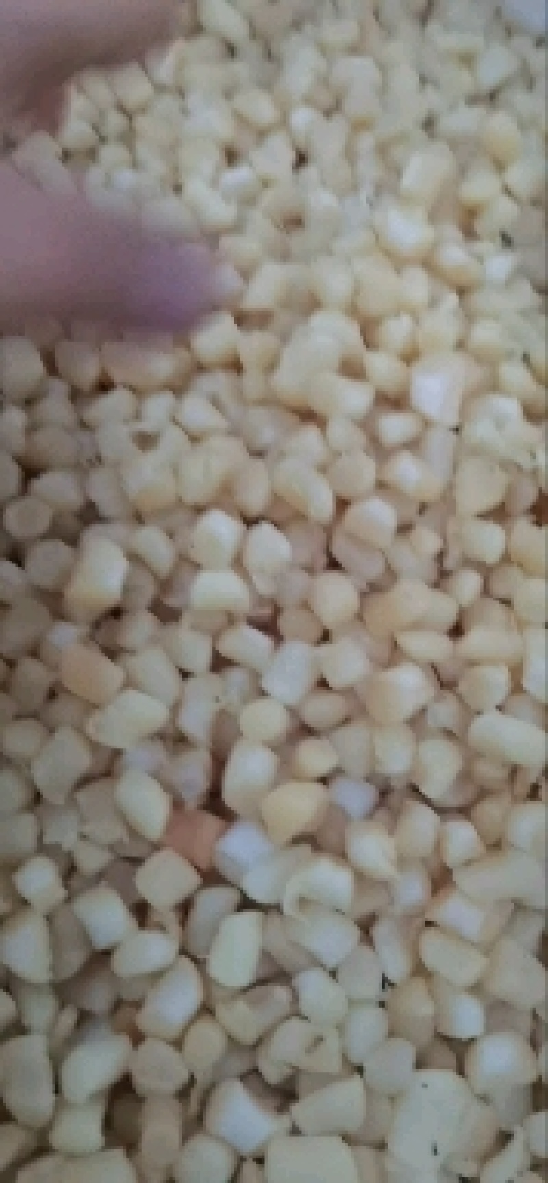 干贝元贝扇贝柱扇贝肉大量批发价格实惠量大从优！！