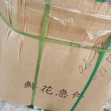 大白菊
