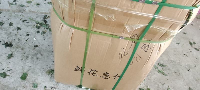 大白菊