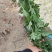 大白菊