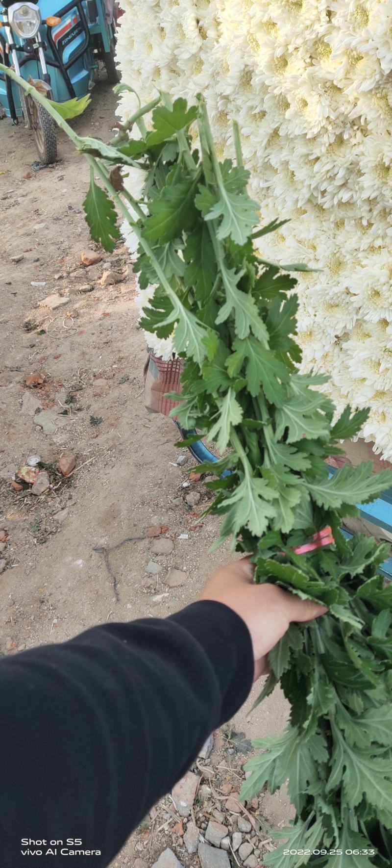 大白菊