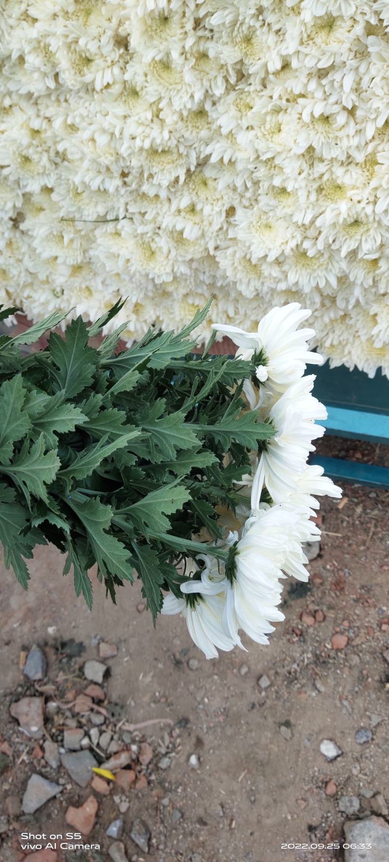 大白菊