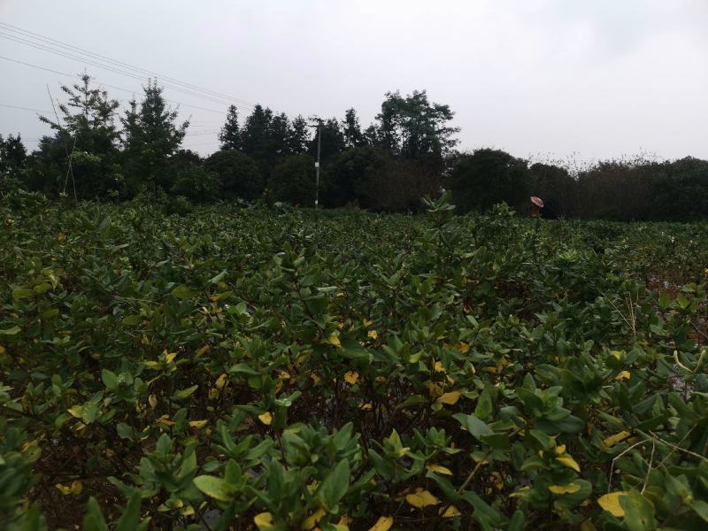 专业种植加工销售金银花10多余年，友谊第一，生意第二