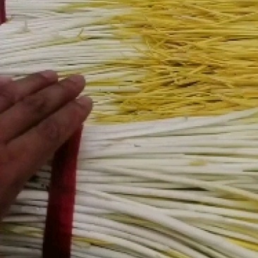 想要精品蒜黄的看过来，安丘货你懂的！要想质量有保证的联系