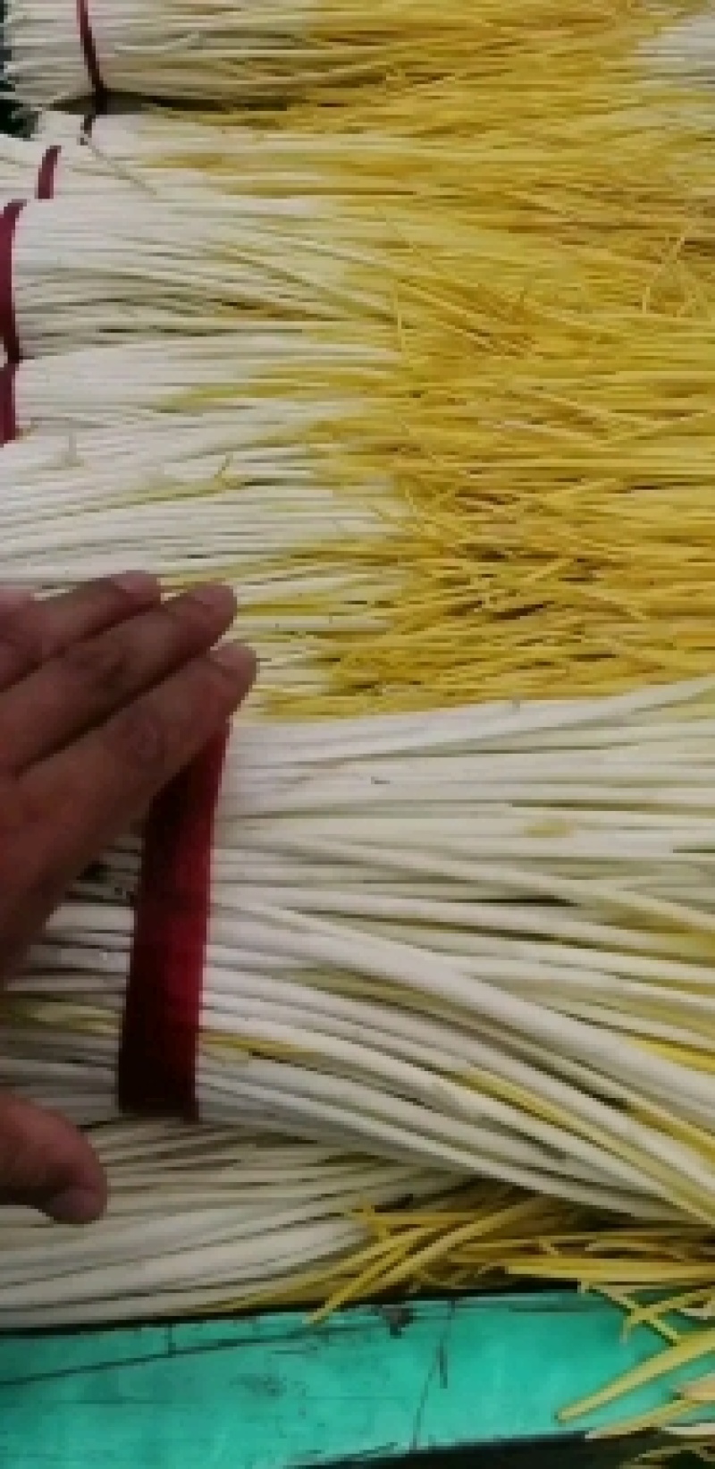想要精品蒜黄的看过来，安丘货你懂的！要想质量有保证的联系