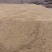 高海拔谷子醇香型张杂3号