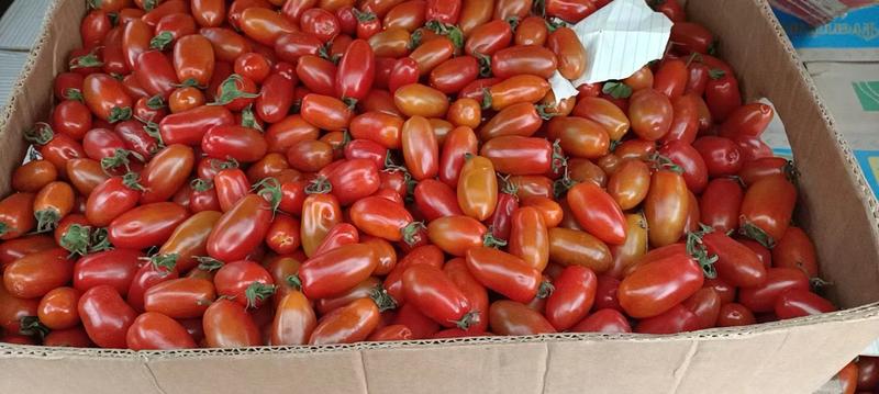 暖棚409小番茄批量上市，对接批发商，商超，社区团购