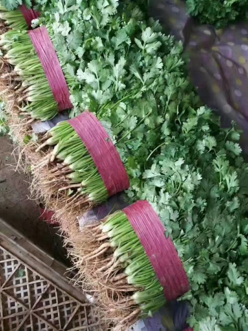 邯郸永年一手货源香菜大量有货价格优惠