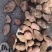 青海互助精品青薯九号土豆，三两，四两，半精起。