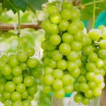 冠县阳光玫瑰