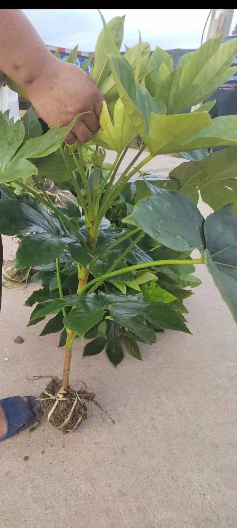 八角金盘毛球，色块，大杯，大量供应，欢迎新老客户前来选购