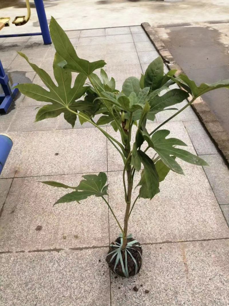 八角金盘毛球，色块，大杯，大量供应，欢迎新老客户前来选购