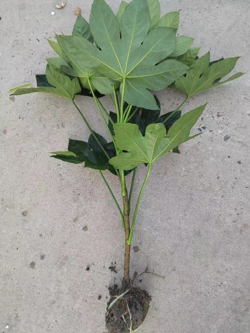 八角金盘毛球，色块，大杯，大量供应，欢迎新老客户前来选购