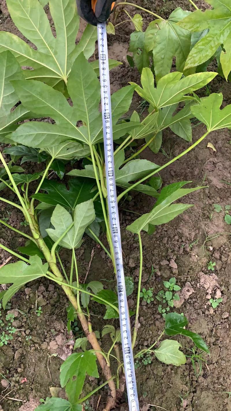 八角金盘毛球，色块，大杯，大量供应，欢迎新老客户前来选购