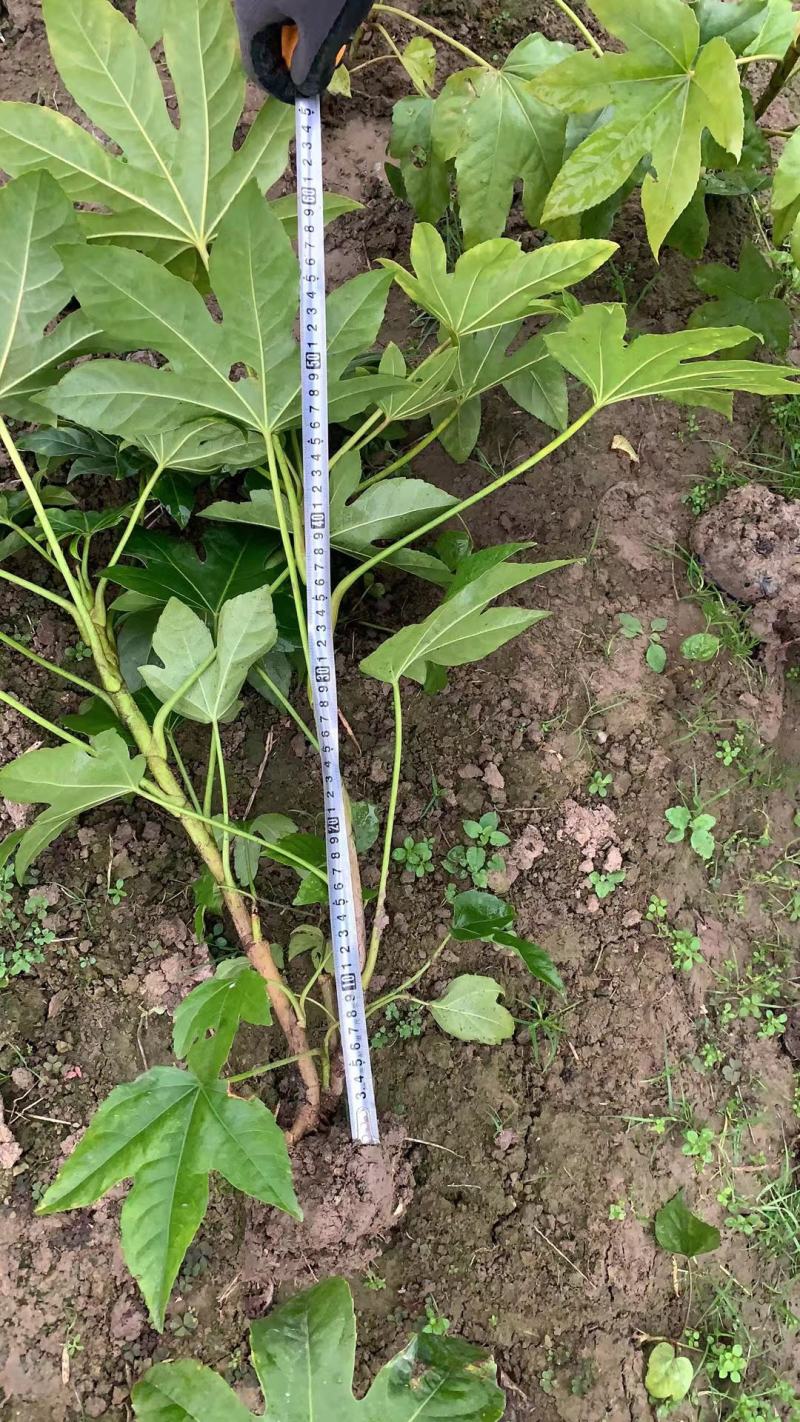 八角金盘毛球，色块，大杯，大量供应，欢迎新老客户前来选购