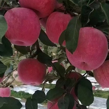 苹果，红富士苹果，片红苹果，条红苹果，产地，欢迎客商