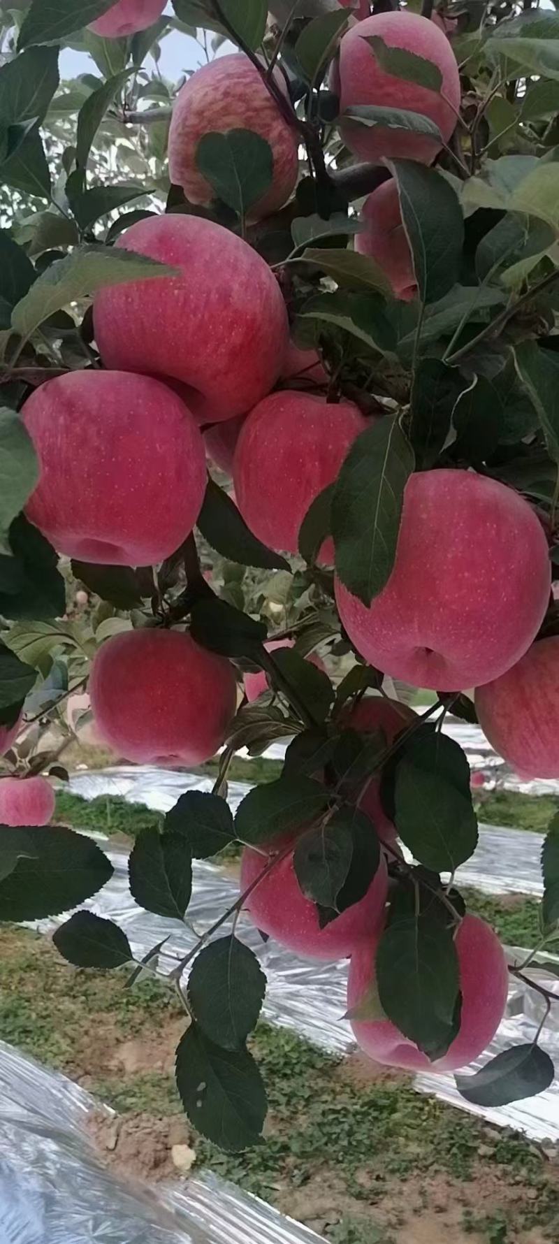 苹果，红富士苹果，片红苹果，条红苹果，产地，欢迎客商