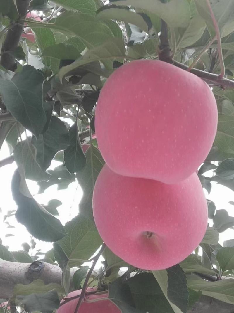 苹果，红富士苹果，片红苹果，条红苹果，产地，欢迎客商