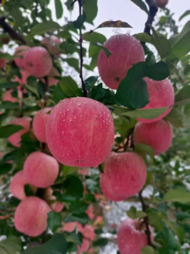 苹果，红富士苹果，片红苹果，条红苹果，产地，欢迎客商