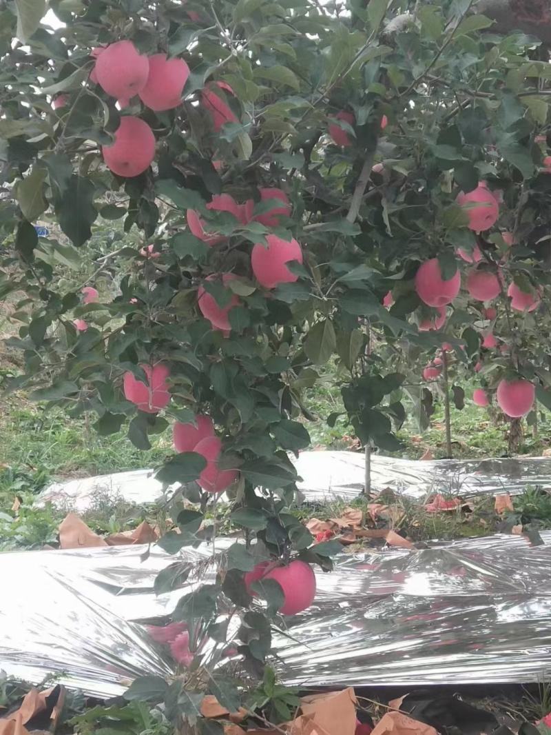 苹果，红富士苹果，片红苹果，条红苹果，产地，欢迎客商