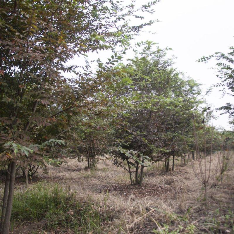 丛生榉树/欢迎大家前来咨询基地发货，从业数十年