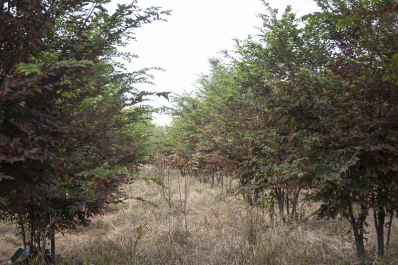 丛生榉树/欢迎大家前来咨询基地发货，从业数十年