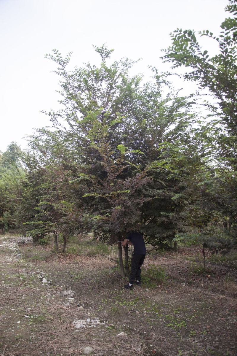 丛生榉树/欢迎大家前来咨询基地发货，从业数十年