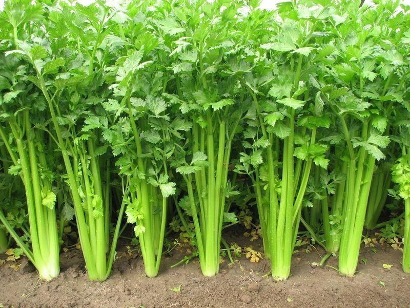 现暖棚芹菜陆续上货，本地芹菜产地，一天10万斤