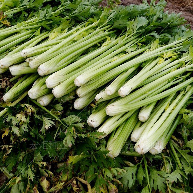 现暖棚芹菜陆续上货，本地芹菜产地，一天10万斤
