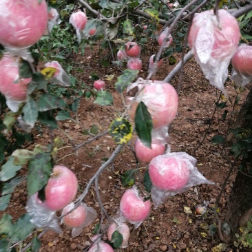 膜袋