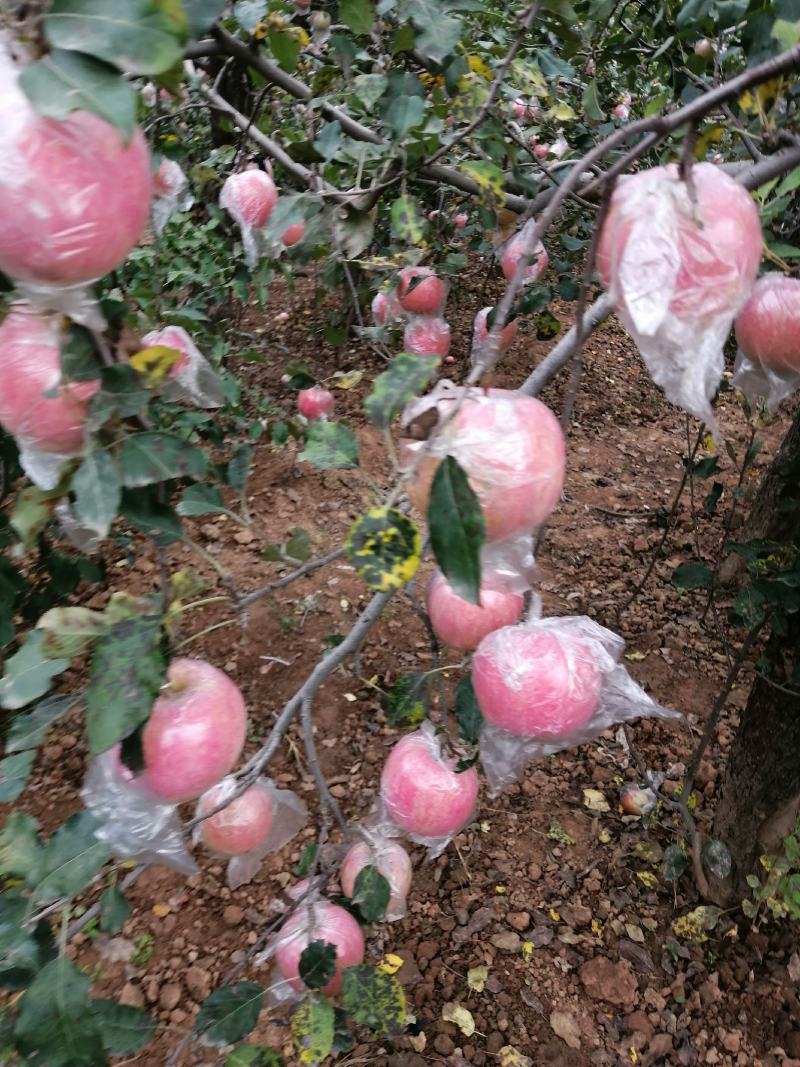 膜袋