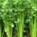 现暖棚芹菜陆续上货，本地芹菜产地，一天10万斤