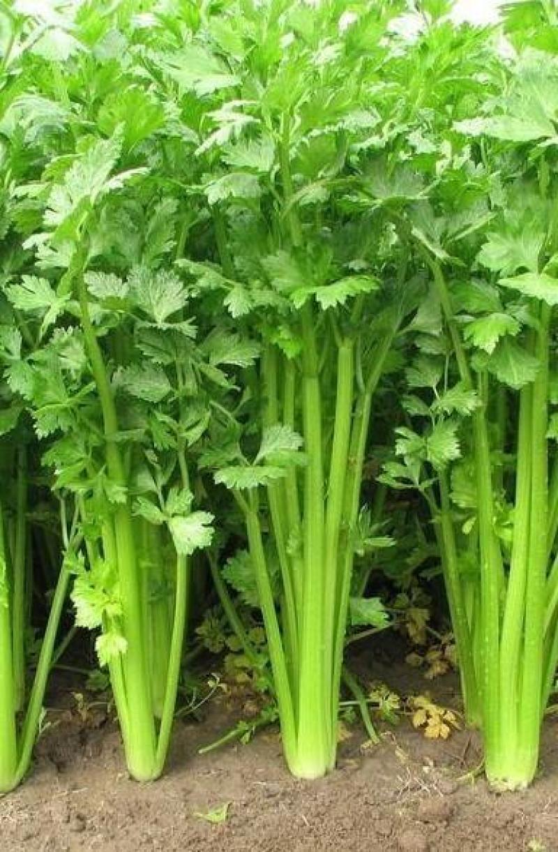 现暖棚芹菜陆续上货，本地芹菜产地，一天10万斤
