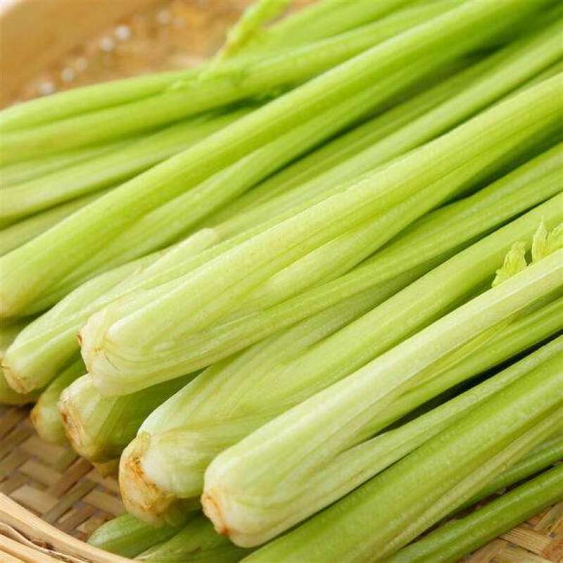 现暖棚芹菜陆续上货，本地芹菜产地，一天10万斤