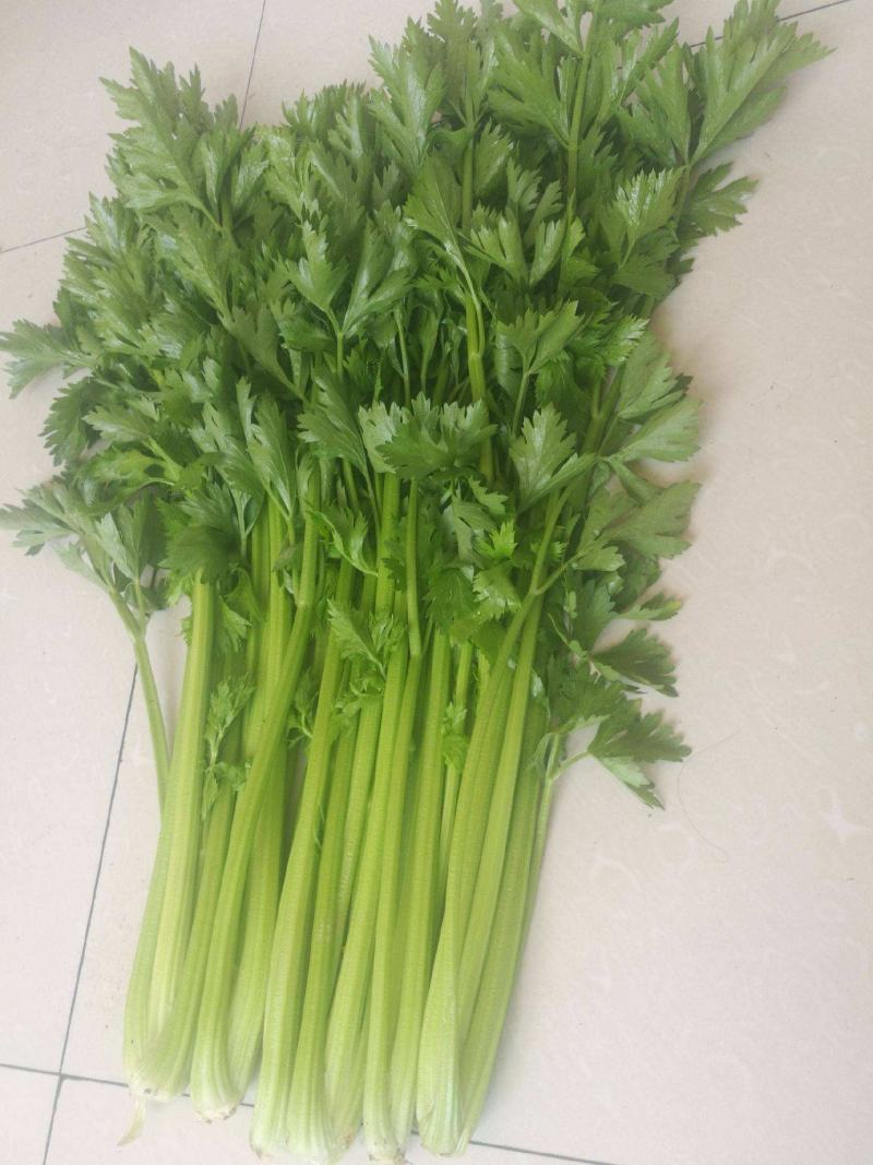 现暖棚芹菜陆续上货，本地芹菜产地，一天10万斤