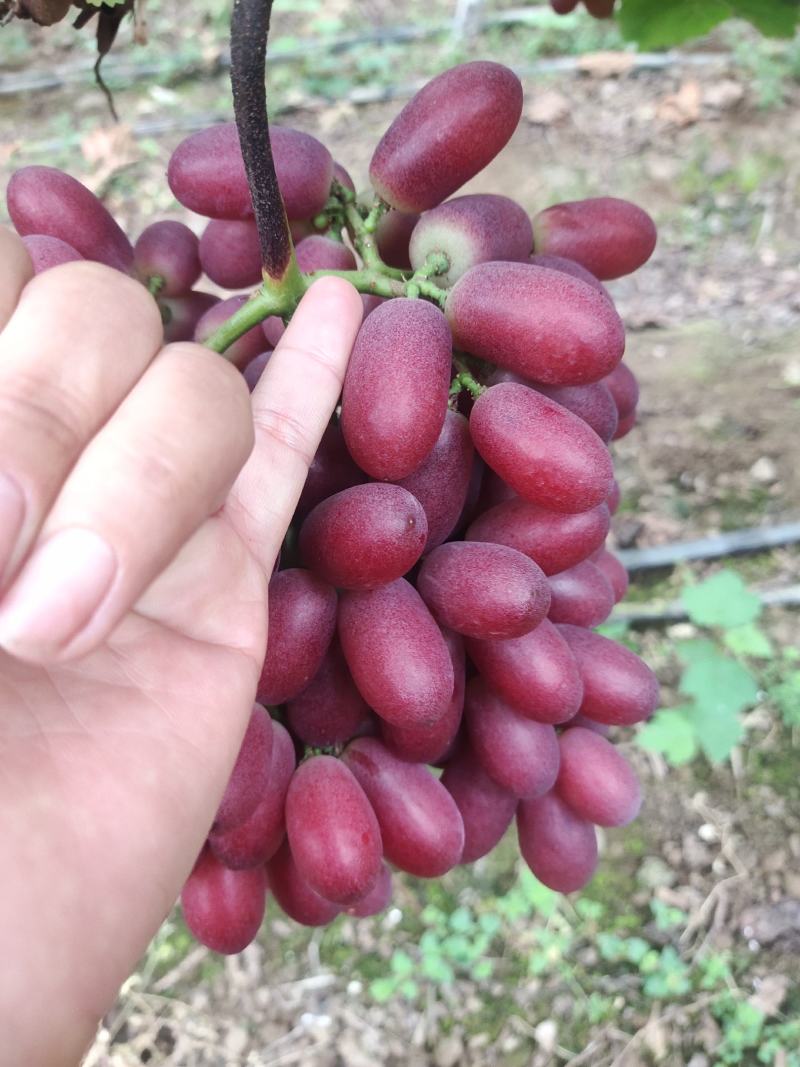 西昌克伦森